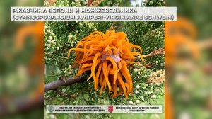 Ржавчина яблони и можжевельника (Gymnosporangium juniperi-virginianae Schwein)