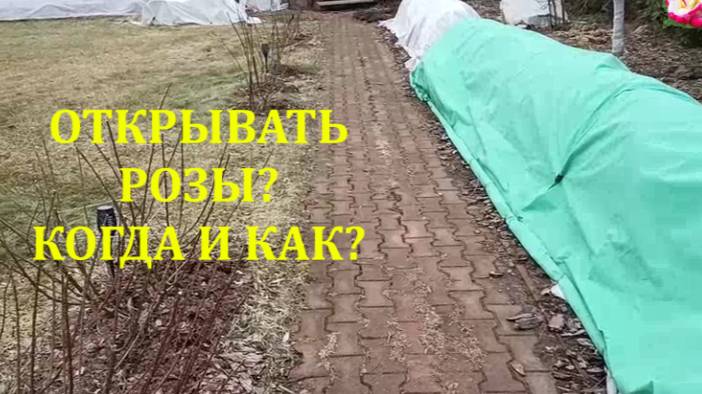 ОТКРЫВАЕМ РОЗЫ. ОТВЕТЫ НА ВОПРОСЫ