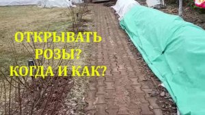ОТКРЫВАЕМ РОЗЫ. ОТВЕТЫ НА ВОПРОСЫ
