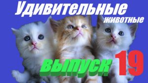 Удивительные животные выпуск  девятнадцатый