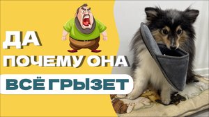 КИНОЛОГ О СОБАКАХ, ПОЧЕМУ ОНИ ГРЫЗУТ И ЧТО С ЭТИМ ДЕЛАТЬ