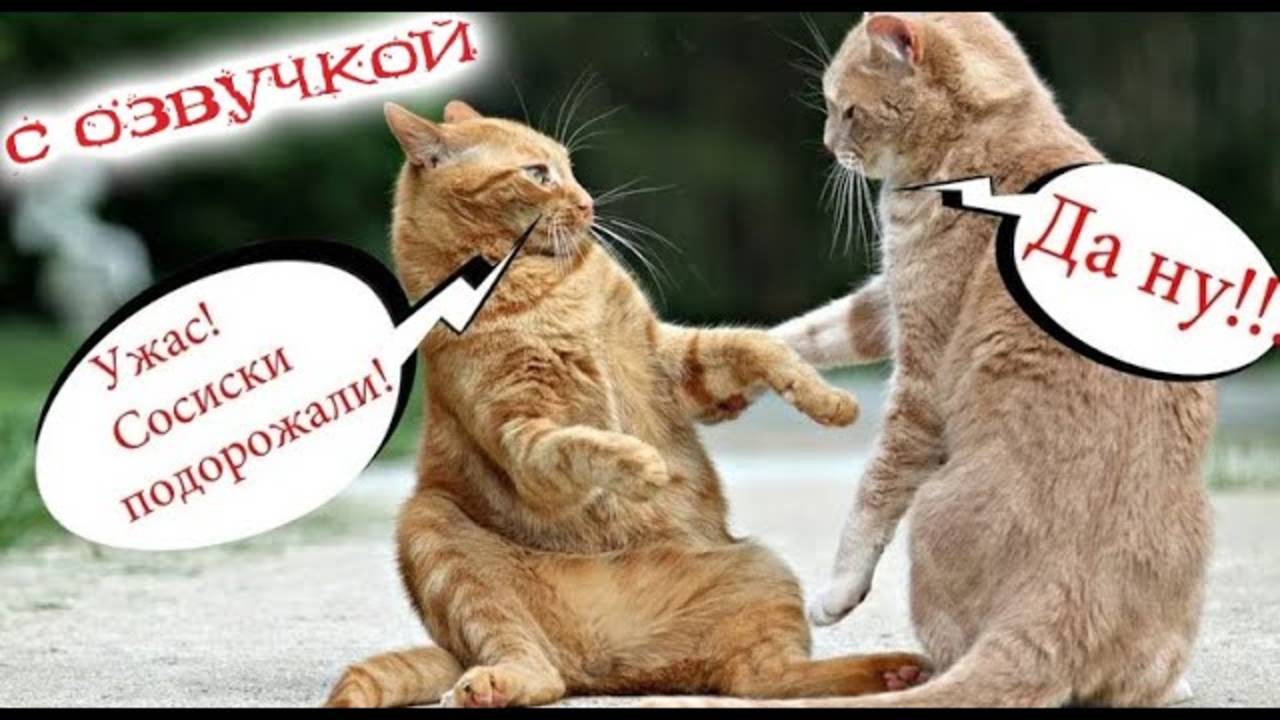 Приколы с котами! Самая смешная озвучка животных 2025! Угар до слёз!