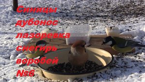 Синицы, дубонос, лазоревка, снегирь, воробей №6