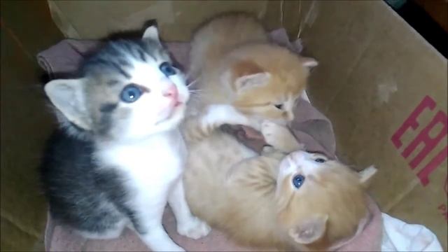 Котятам 22 дня. Кошка с котятами