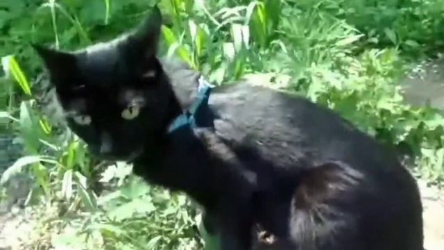 Прогулка Маруси. смотреть онлайн