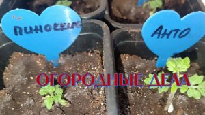 Полив рассады и пикировка томатов и баклажанов