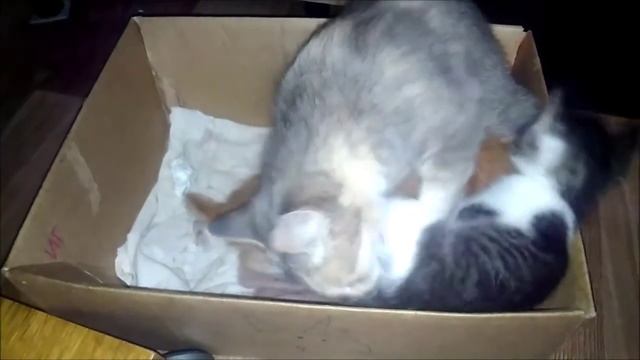 Котятам 33 дня. Коша вылизывает котят