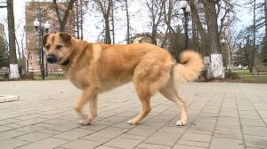 (Рыбинск-40) О ВЫГУЛЕ СОБАК