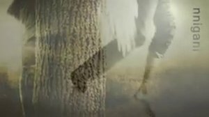 The Black Heart Procession - Last Chance