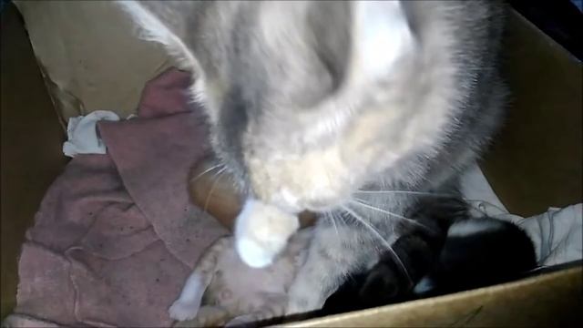 Котятам 14 дней. Кошка с котятами