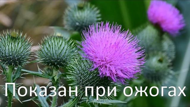 Чертополох лечит даже тяжелые заболевания