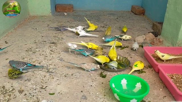 JAB BAJRI TOTE ANDE DE RAHE HO TAB UNKI CARE KAISE KARE IN HINDI || breeding season budgies care.