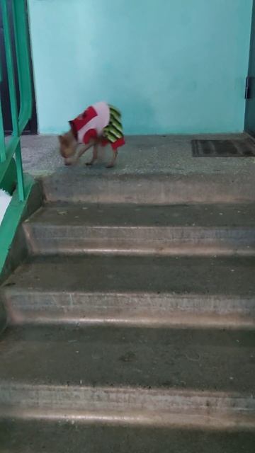 Лесница любви #shorts смотреть онлайн