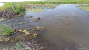 НЕЗАБЫВАЕМЫЙ ДЕНЬ ОХОТЫ НА САЗАНА И ЗМЕЕГОЛОВА на реке КРАСНАЯ (20 августа 2021 года).