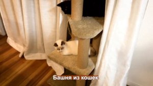 Новый член семьи и операция Аки. Будничный Влог из Японии