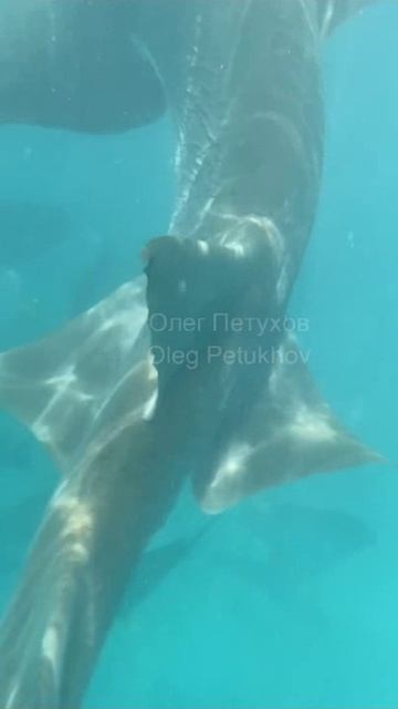 Мальдивы. Maldives. 马尔代夫。 смотреть онлайн