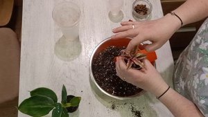 100 дней пересадки: банан, криптантус