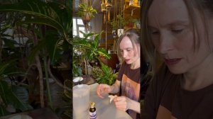 Масло ним для профилактики вредителей