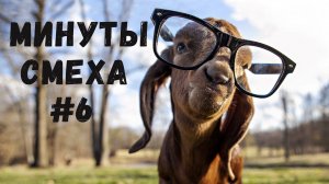 МИНУТЫ СМЕХА/СМЕШНЫЕ ЖИВОТНЫЕ 2025/СМЕШНЫЕ КОТЫ СОБАКИ/ЛУЧШИЕ ПРИКОЛЫ С КОТАМИ #6