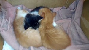 Котятам 26 дней. Кошка с котятами