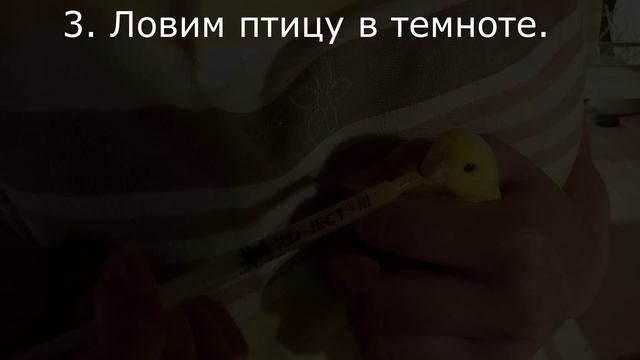 Как дать канарейке лекарство
