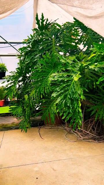 Thaumatophyllum Bipinnatifidum | Philodendron Selloum Houseplant смотреть онлайн