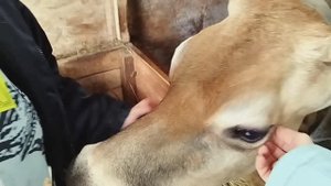 МАНАНА ОТЕЛИЛАСЬ МЫ В ГОСТЯХ 🪻💃🪻🌷