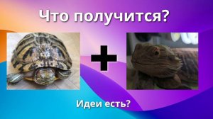 Черепаха и ящерица вместе