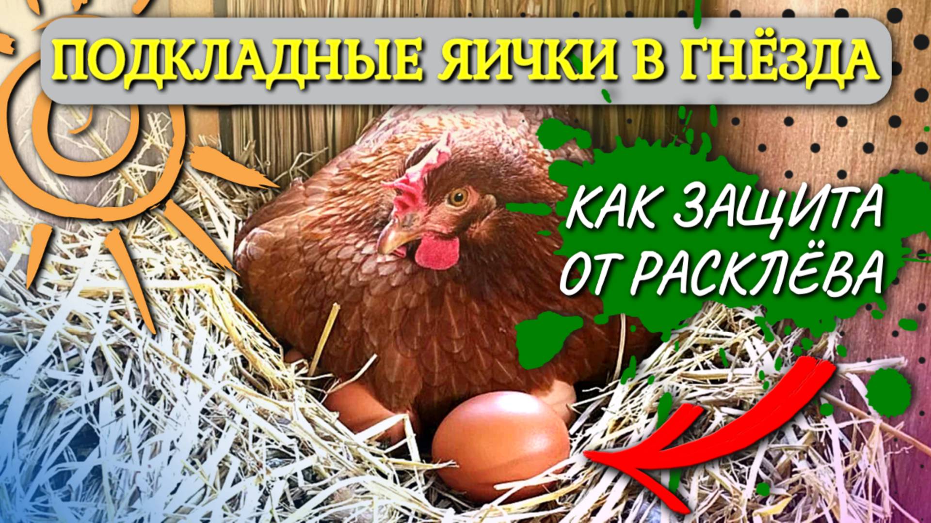 Подкладные яички в гнёзда от расклёва: курятник на даче
