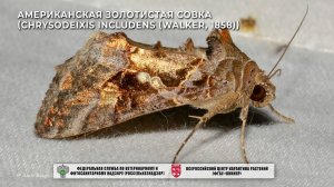 Американская золотистая совка (Chrysodeixis includens (Walker, 1858))
