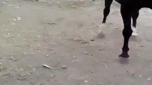 Лошадь играет смотреть онлайн