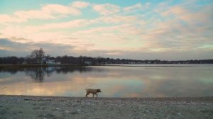 happy dog prances from left to right in the frame wagging tail by reflective bay
