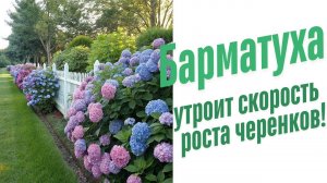 Гортензия в домашних условиях.