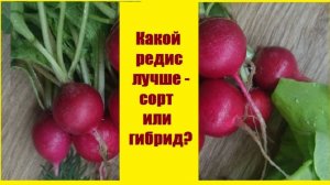Сорта дешевого редиса или дорогие гибриды редиса - что лучше