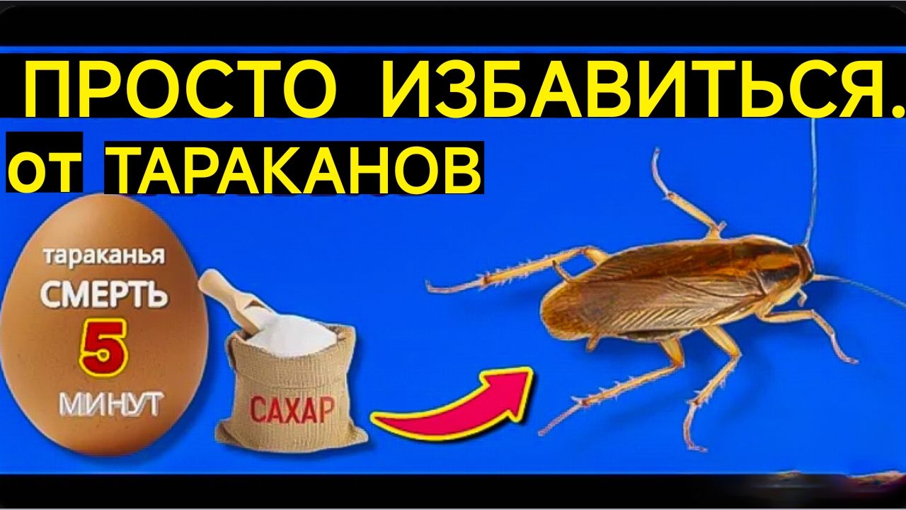 КАК ПРОСТО ИЗБАВИТЬСЯ ОТ ТАРАКАНОВ? ЗА 5 МИНУТ.ОБЫЧНЫМИ ДОМАШНИМИ СРЕДСТВАМИ.. лайфхак.