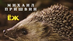 Михаил Пришвин Еж. Рассказы о природе и животных