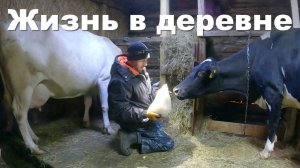 Полдень с коровами! Стройка, куры выходят из под контроля! Жизнь в деревне