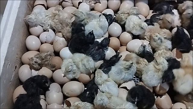 Инкубация куриных яиц 2025 года. Вывод. (первая инкубация)