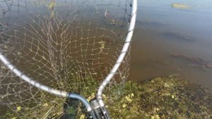 Один Я и море сазанов