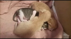 Котятам 9 дней. Кошка и котята