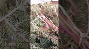 Итог зимовки ежевики в Иркутске