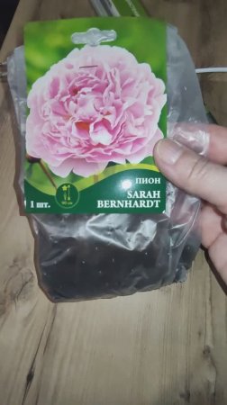 Моя мечта сбылась😆 или нет? Будет понятно года через три. Пион Сара Бернар
 #чёкупила #Ольга_дом_и_