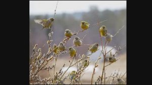 Верба. Татьяна Дергунова.