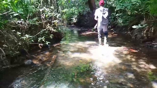 Cryptocoryne Regina Silver Queen Habitat From West Borneo смотреть онлайн