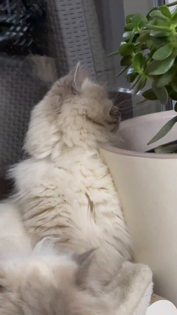 Крымские котики Лёша и Тимоша❤️#переездвКрым#переездвроссию#крым#котики