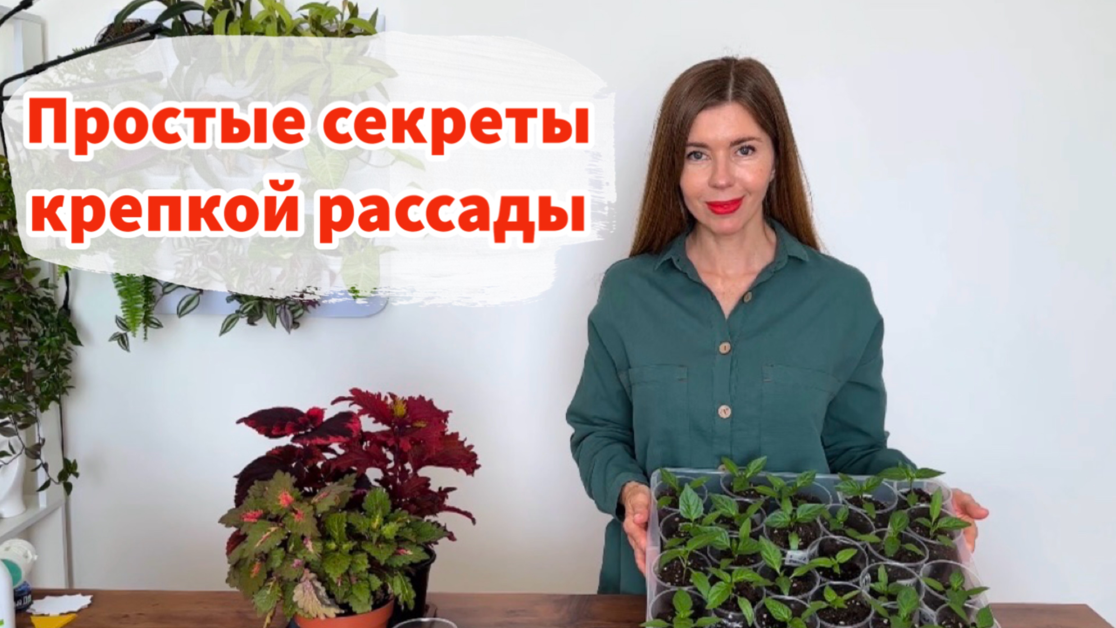 Уход за рассадой: грунт, свет, подкормки. Комнатные мошки: как избавиться