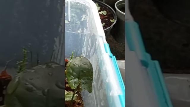 Любимый способ размножения растений ☺😍 смотреть онлайн