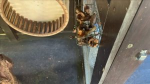 Содержание черных белок в вольере.Яйца не едят....