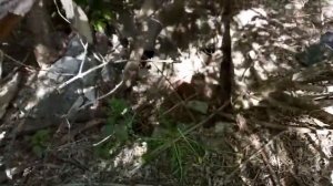 чутье кладмена