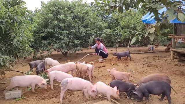 Pigs and Chickens also want to eat strange things. Oh delicious cake from cassava root. (Ep 108). смотреть онлайн